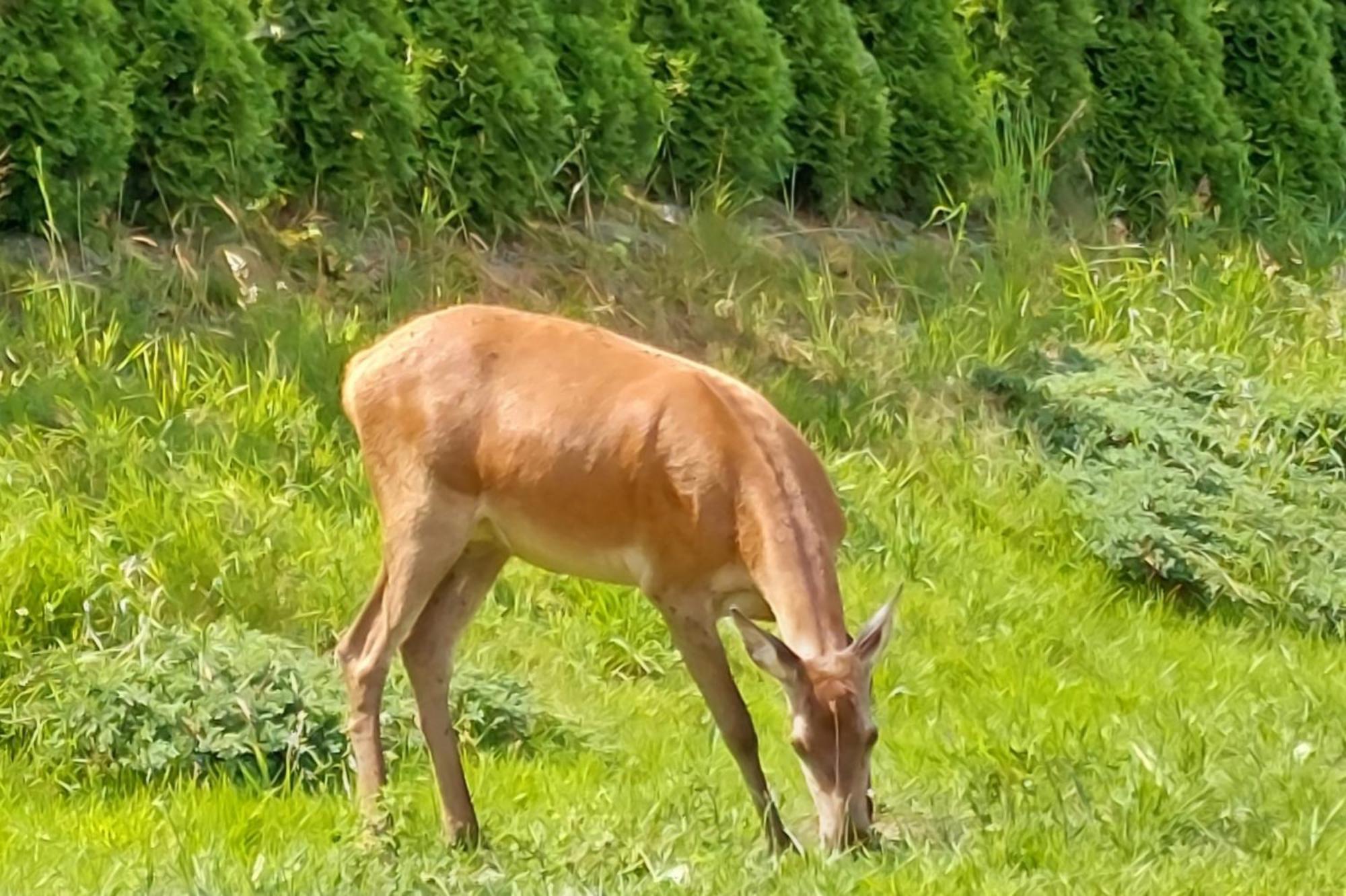 Domek Pod Holica 2 Bieszczady Ustrzyki Dolne Dış mekan fotoğraf